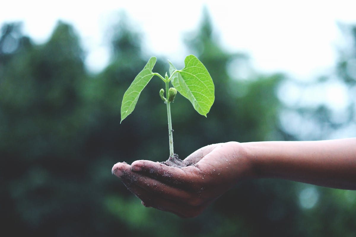 Hands gently holding a young sapling, symbolizing nurturing growth and healing